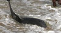 Stranded Dolphins Safely Returned to Ocean